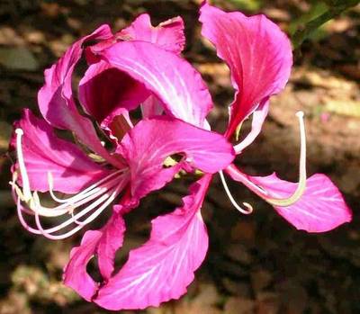 BAUHINIA PURPUREA